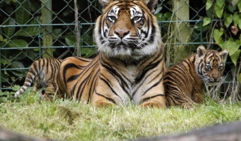 Dublin zoo   tiger  cub  animals  custom www.intercontinentaldublin.ie